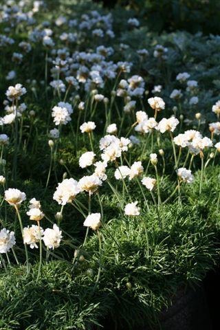White Common Thrift, Sea Pink