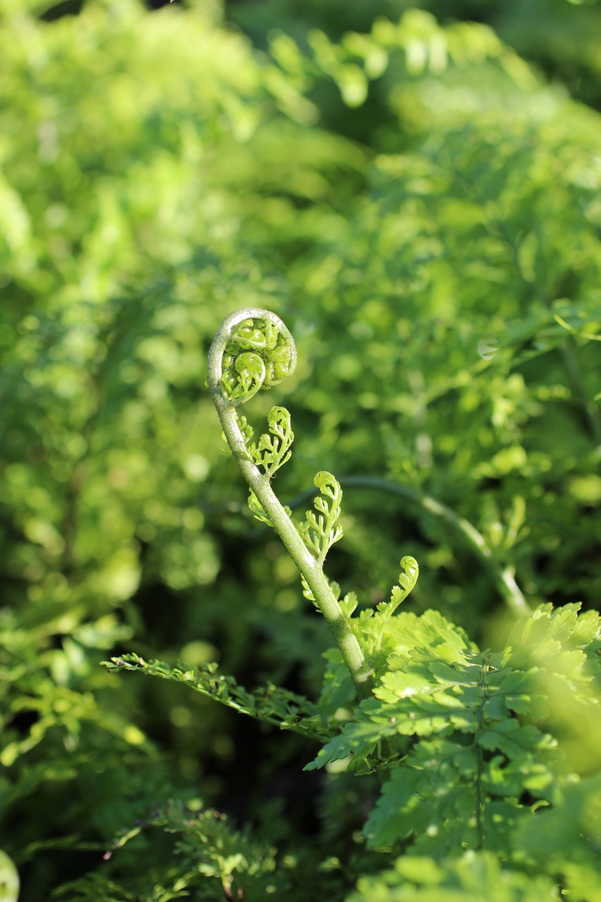 Mother Fern