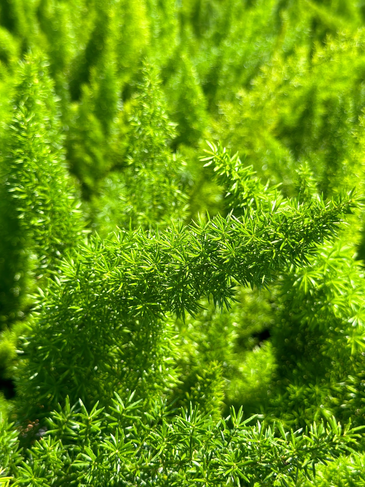 Myer's Asparagus Fern, Foxtail Fern