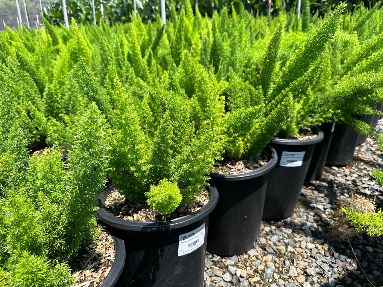 Myer's Asparagus Fern, Foxtail Fern