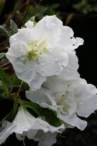 Alaska Azalea