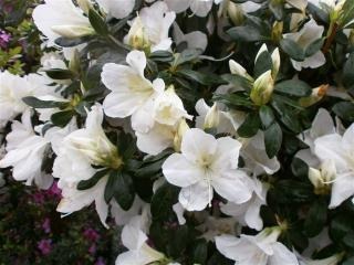 White Lace Azalea
