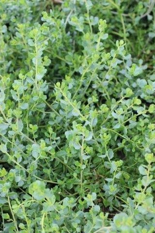 Pigeon Point Dwarf Coyote Brush