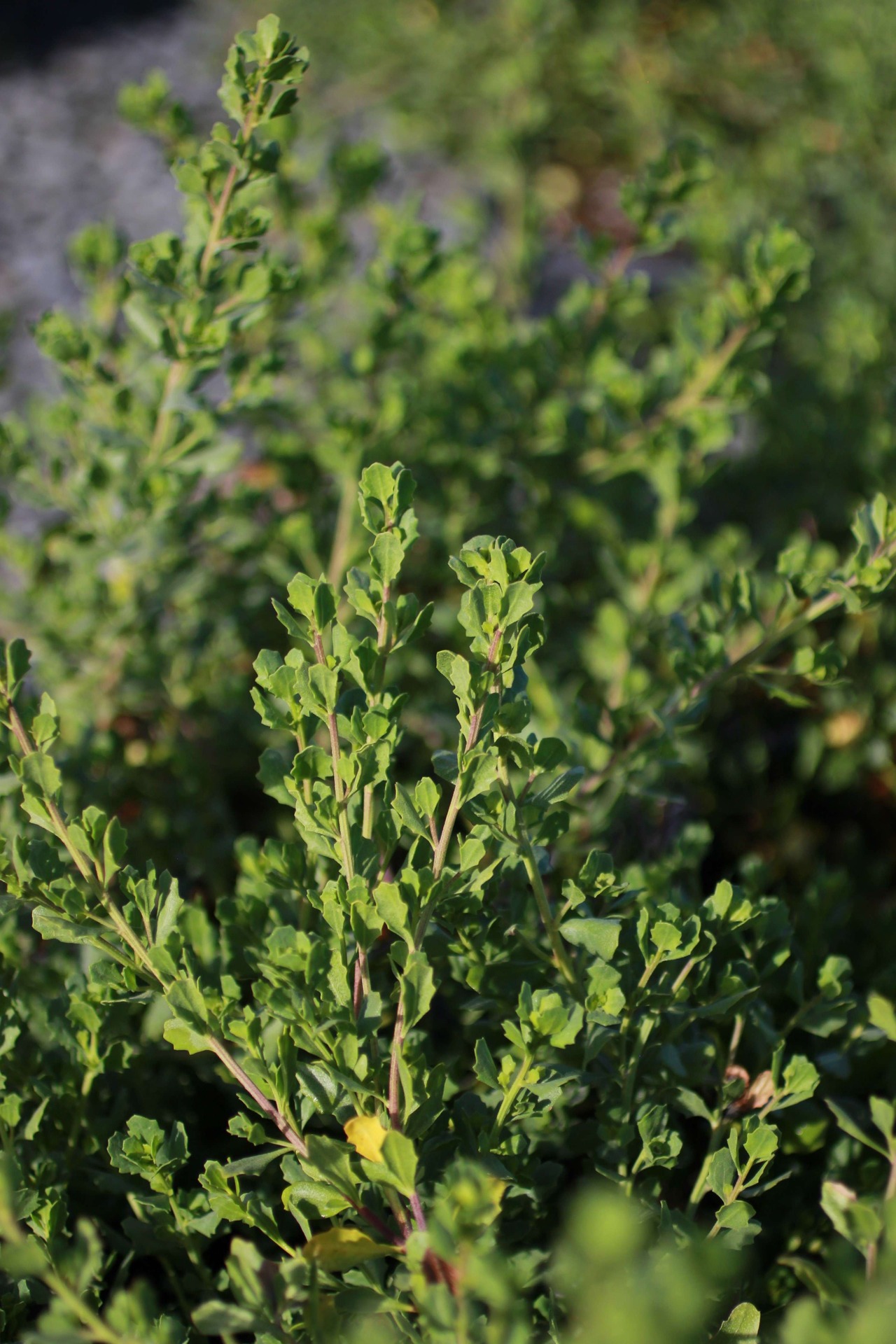 Pigeon Point Dwarf Coyote Brush