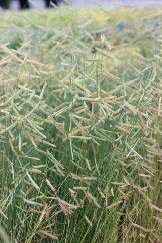 Blonde Ambition Blue Grama Grass