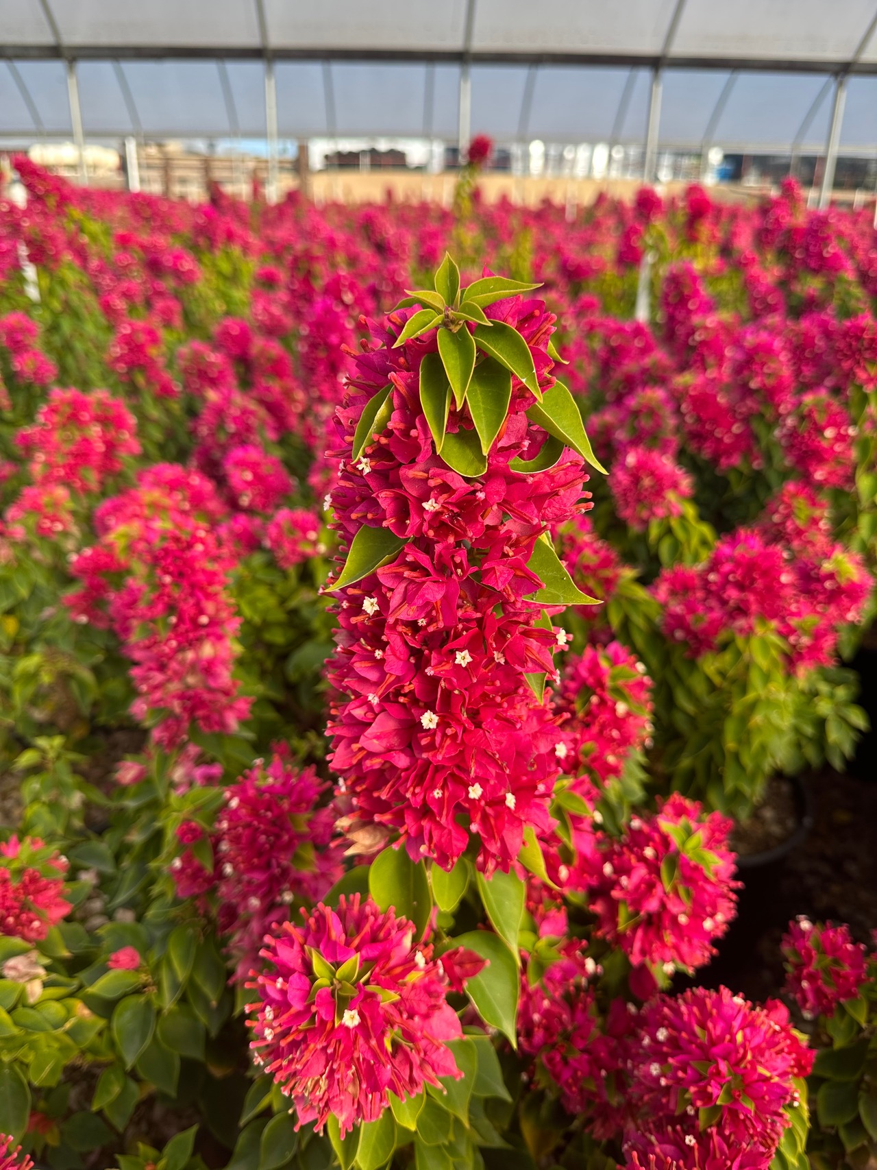 Torch Glow (Bangkok Red) Bougainvillea