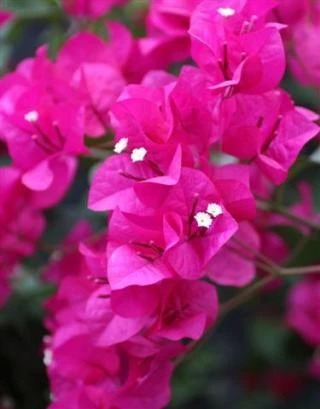 Barbara Karst Bougainvillea