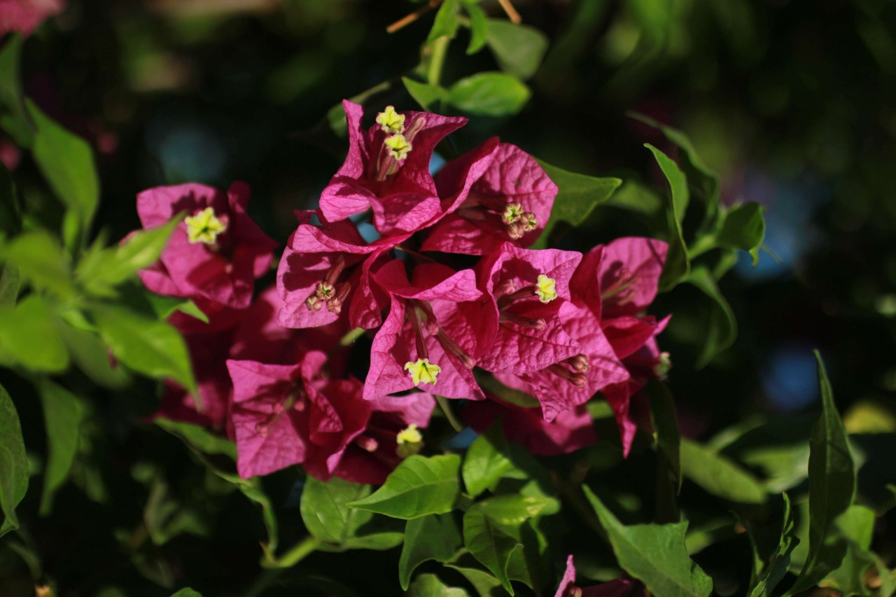 Purple Bougainvillea