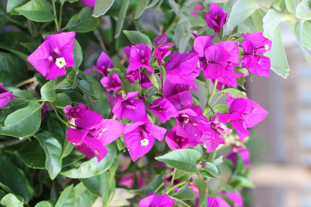 Purple Bougainvillea