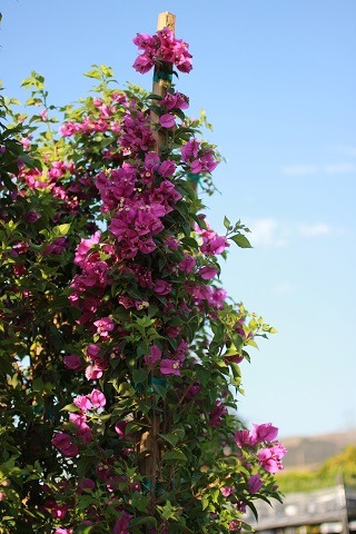 Purple Bougainvillea