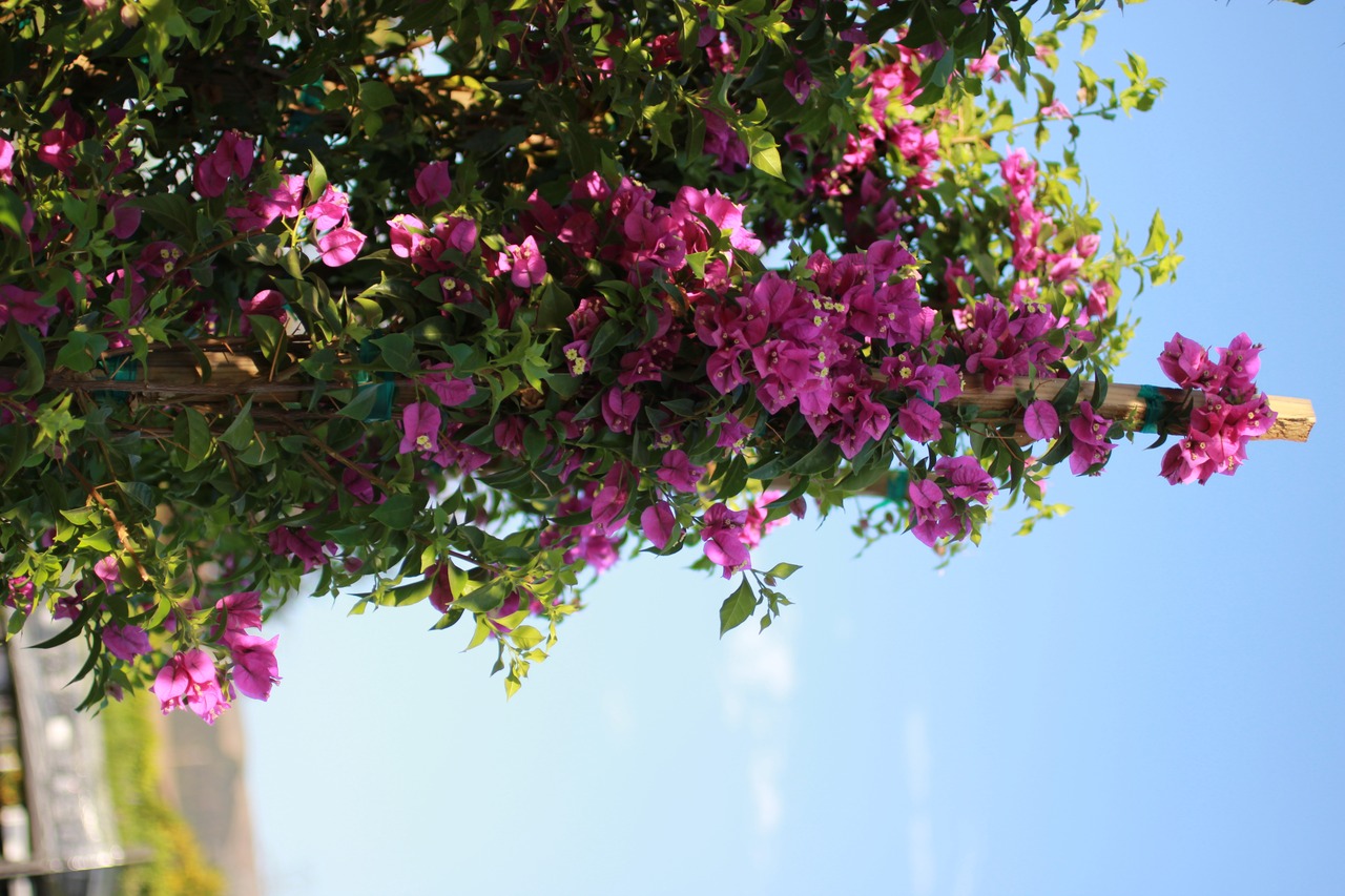 Purple Bougainvillea