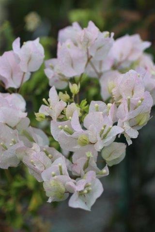 Jamaica White Bougainvillea