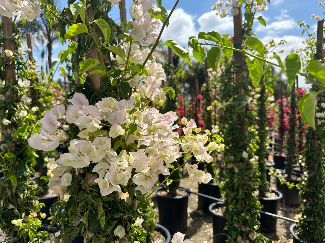 Jamaica White Bougainvillea