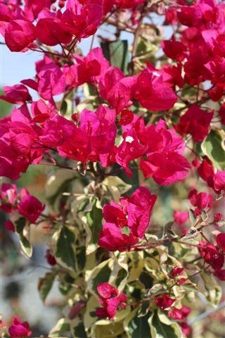 Raspberry Ice Variegated Bougainvillea