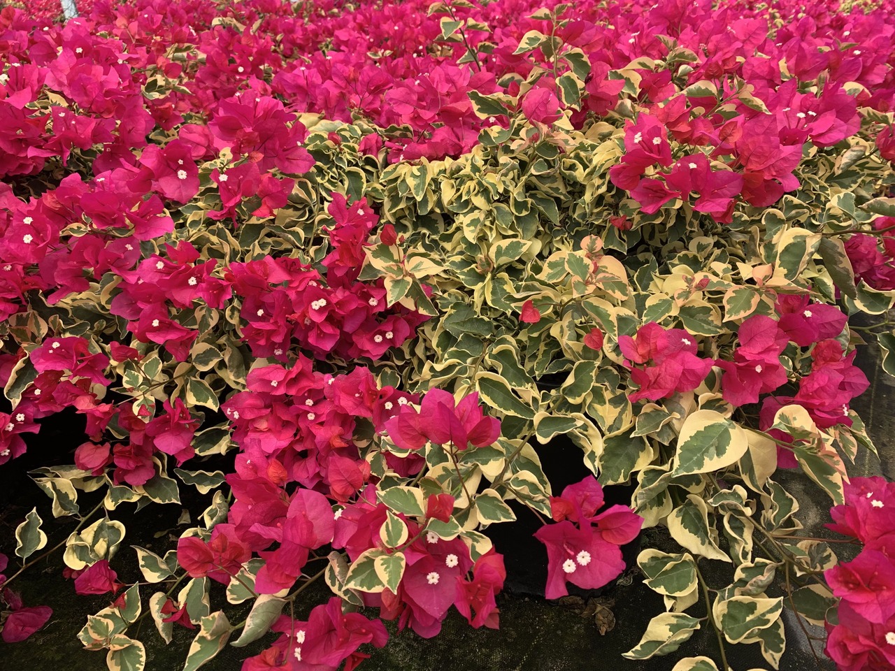 Raspberry Ice Variegated Bougainvillea
