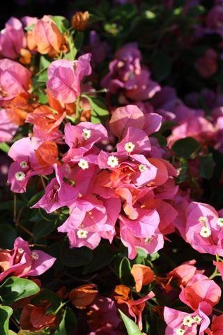 Rosenka Bougainvillea
