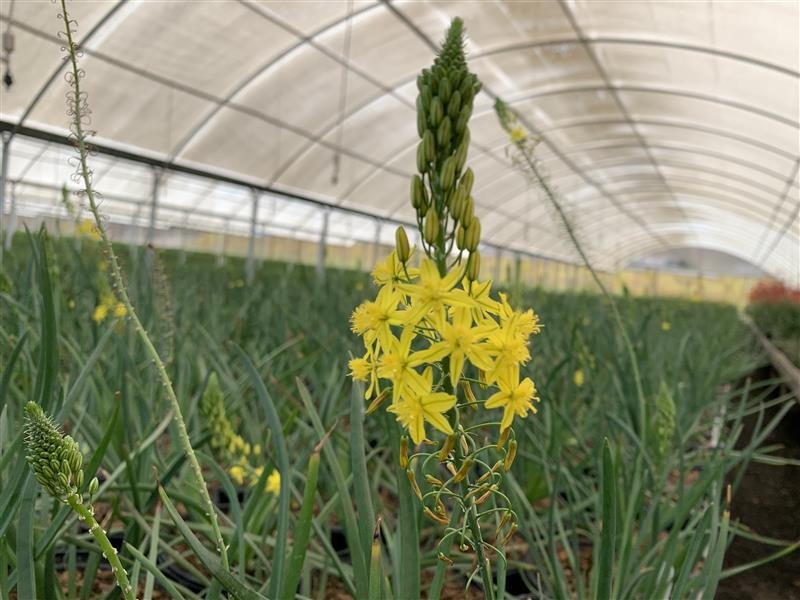 Yellow Stalked Bulbine