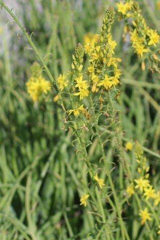Yellow Stalked Bulbine