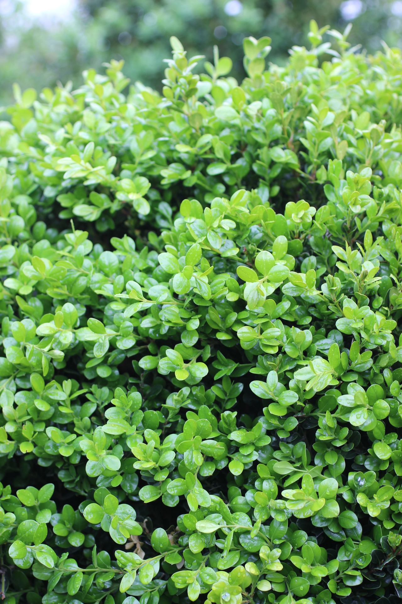 Green Beauty Japanese Boxwood