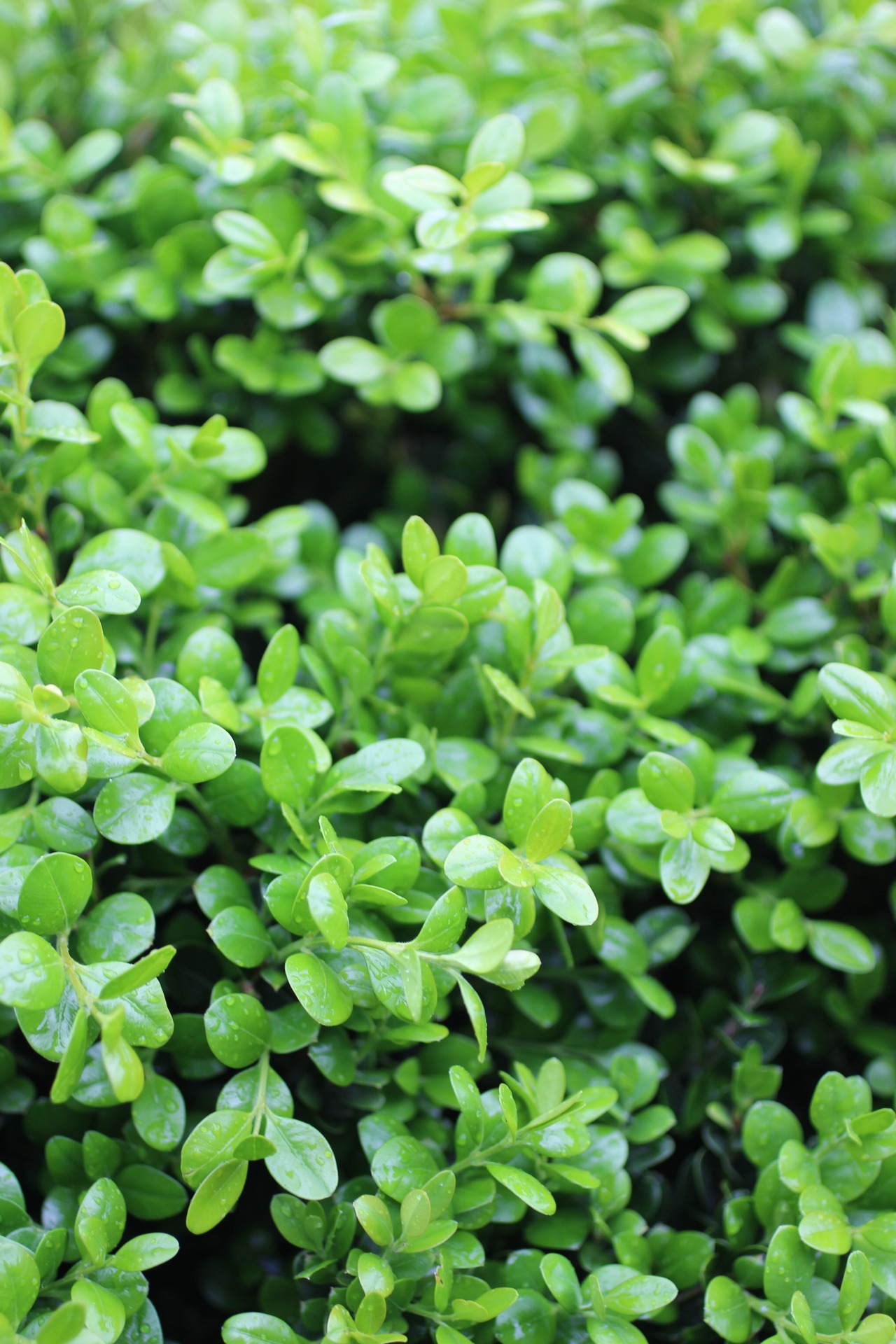 Green Beauty Japanese Boxwood