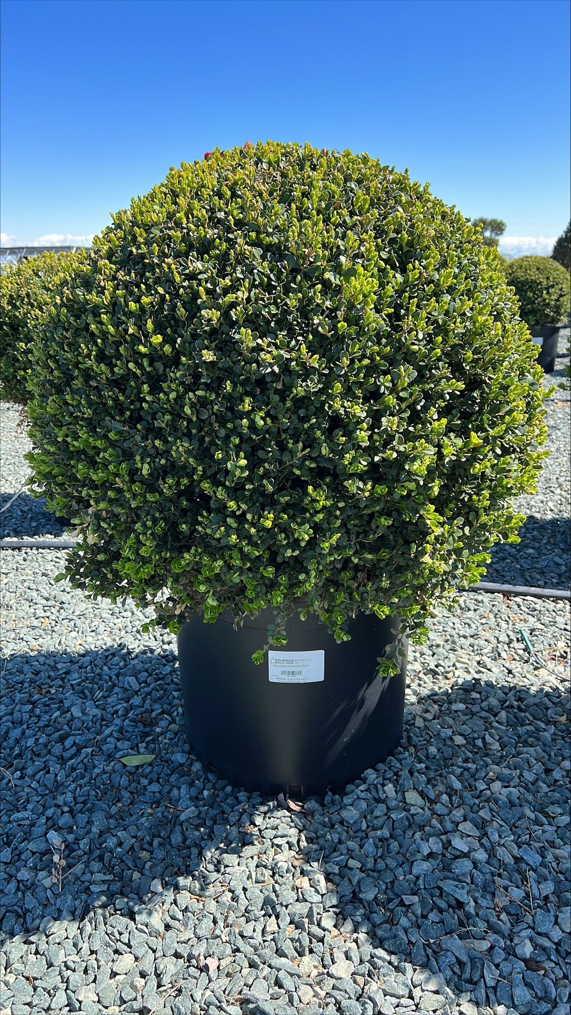 Green Beauty Japanese Boxwood