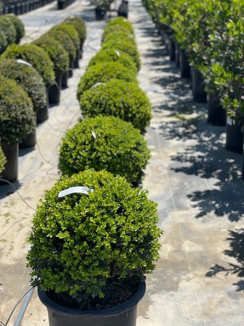 Green Beauty Japanese Boxwood