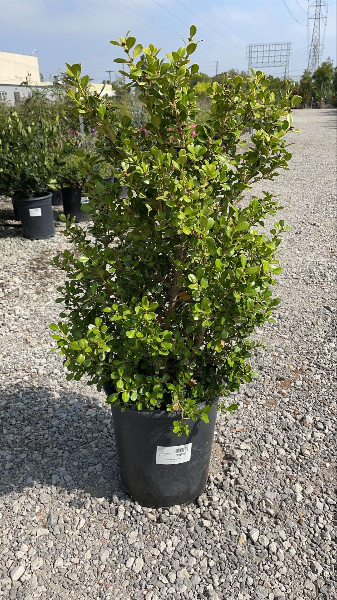 Japanese Boxwood