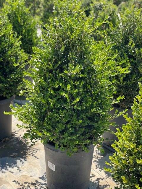 Winter Gem Boxwood