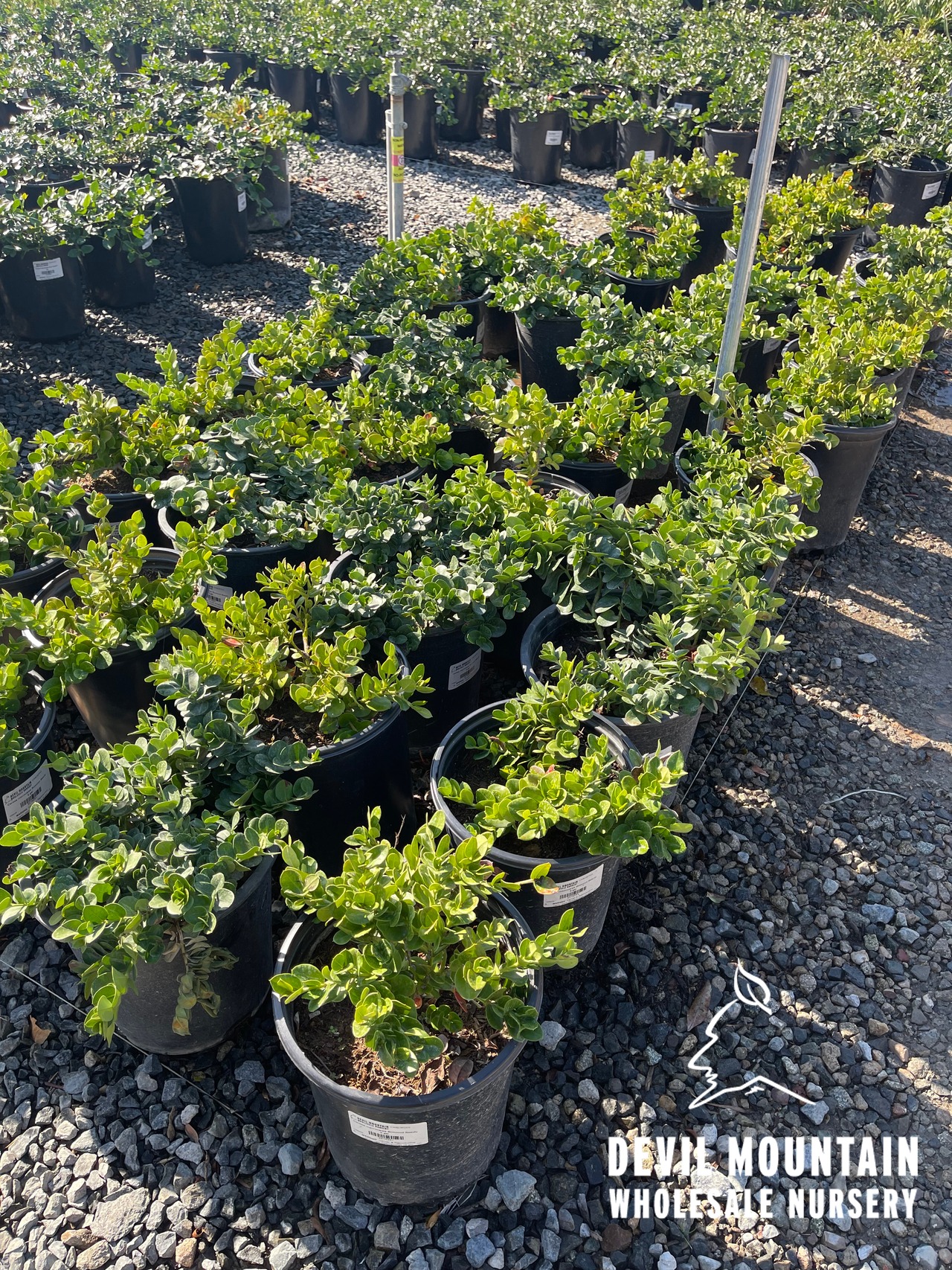 Boxwood Beauty Natal Plum