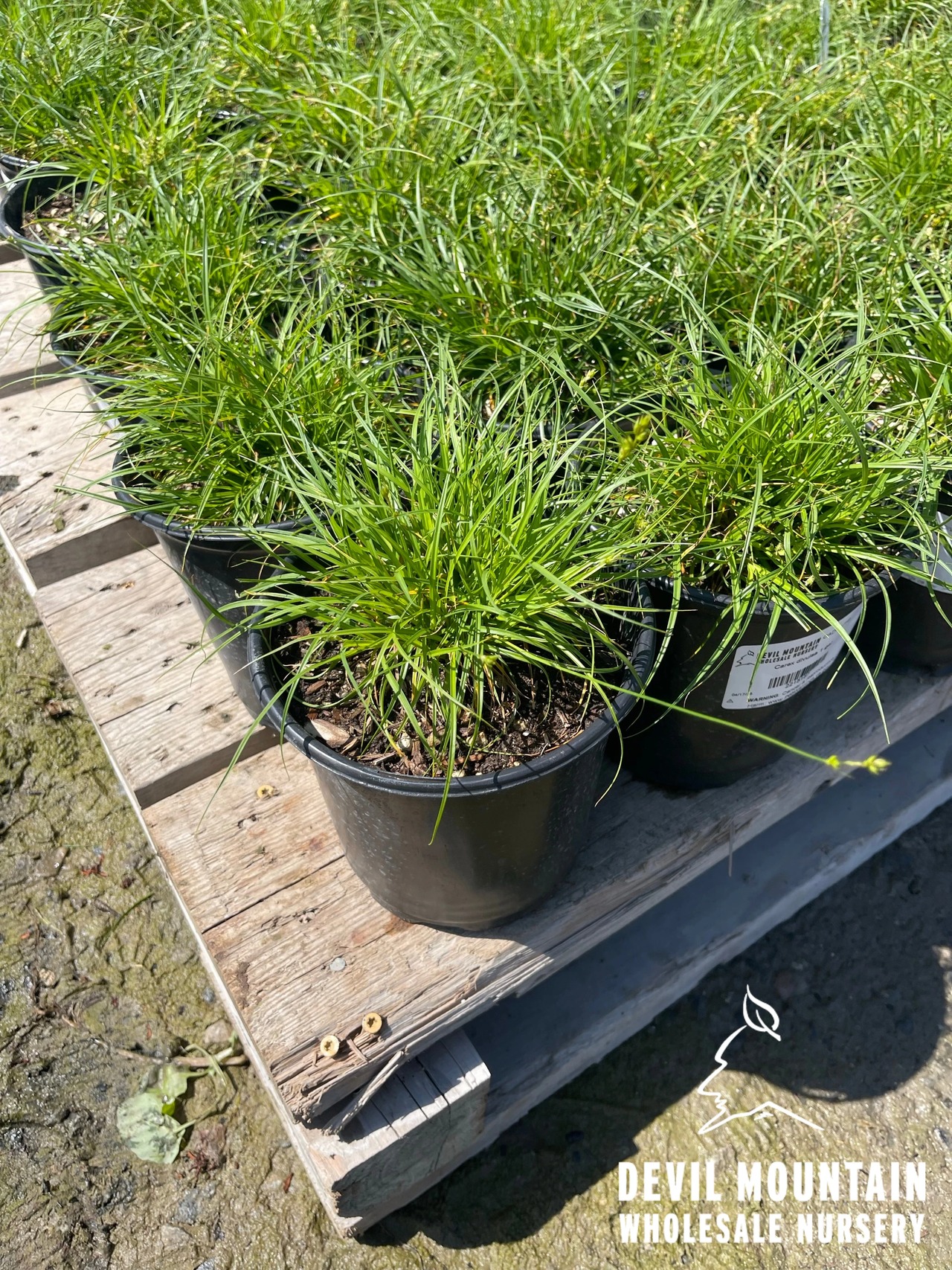European Grey Sedge, Eurasian Grey Sedge, "Berkeley Sedge"