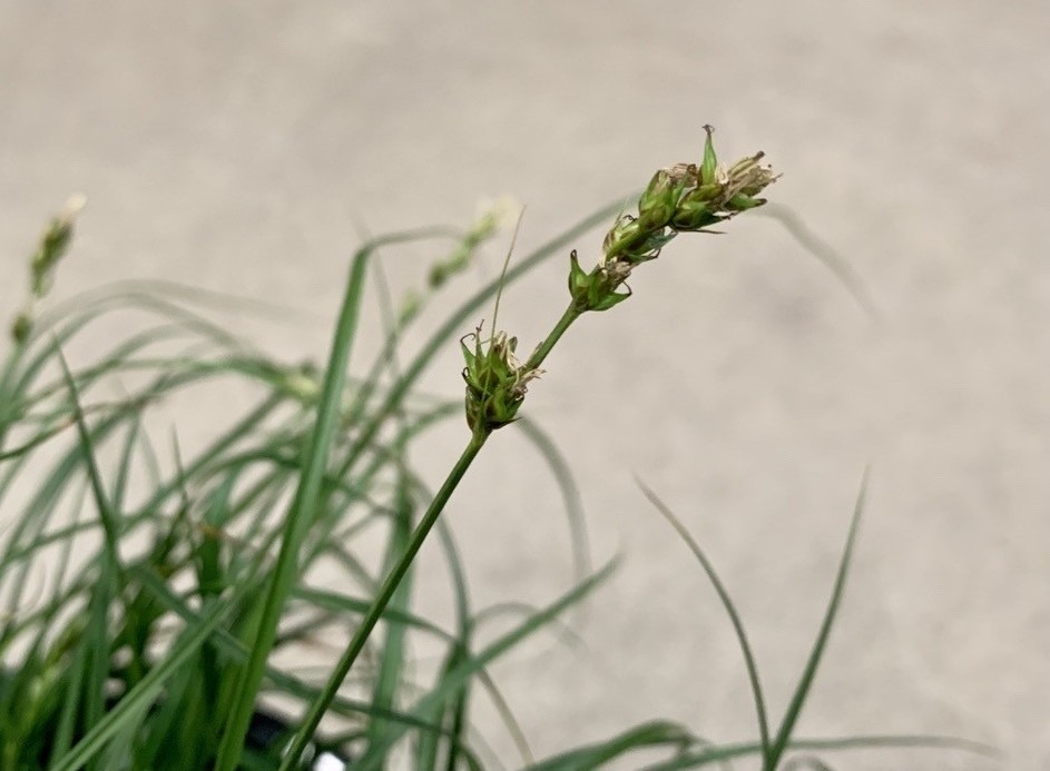 European Grey Sedge, Eurasian Grey Sedge, "Berkeley Sedge"
