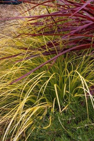 Everillo Japanese Sedge