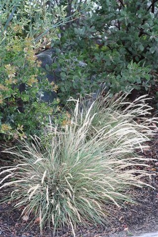 Leafy Reed Grass, Mendocino Reed Grass
