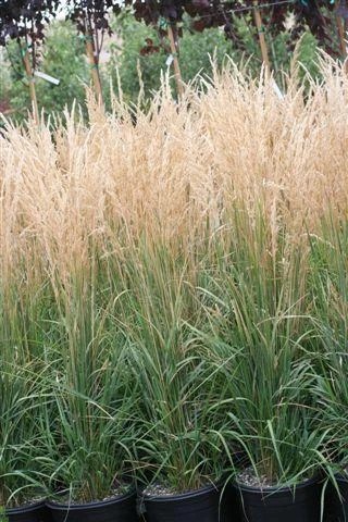 Karl Foerster Feather Reed Grass