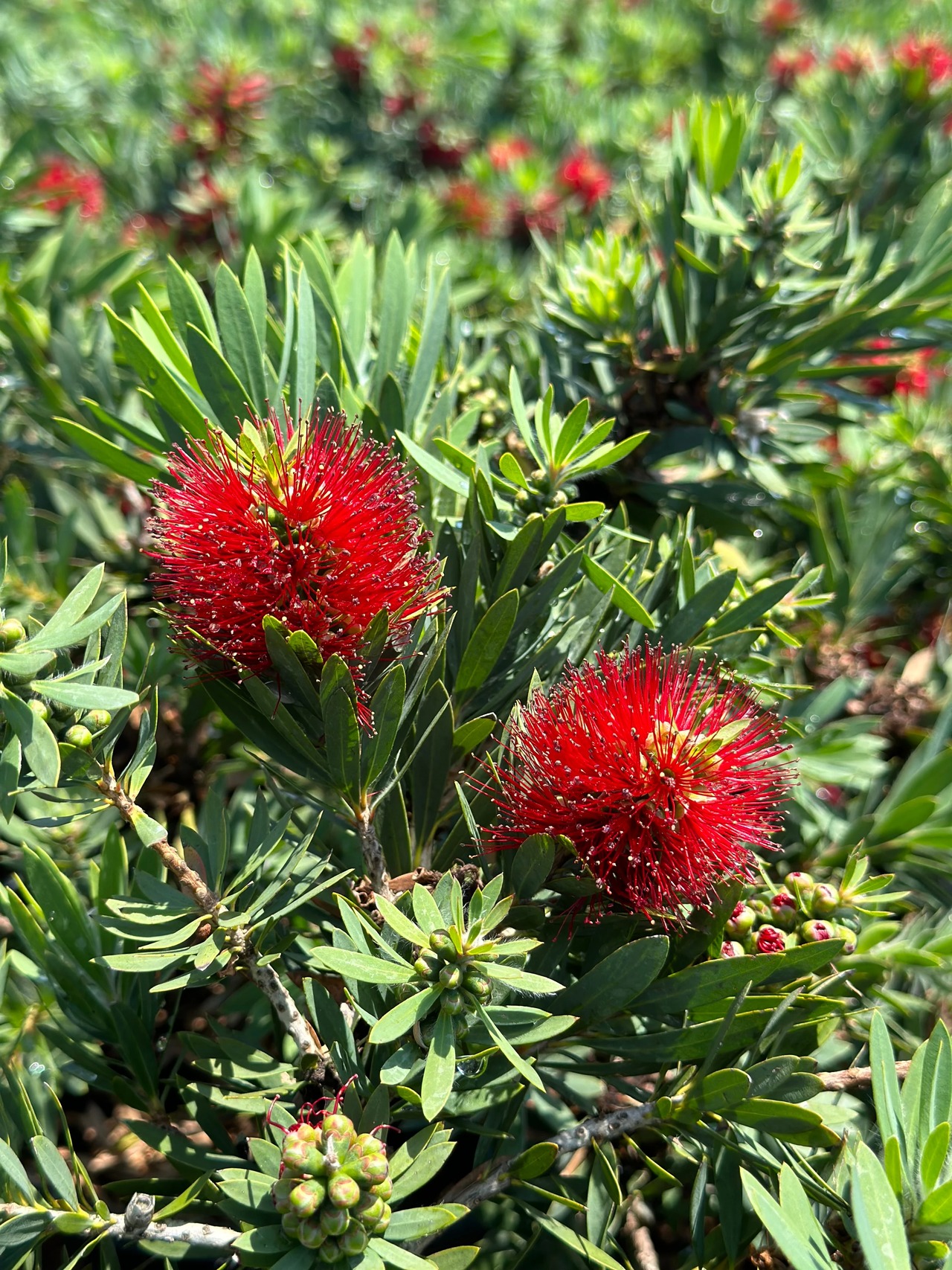 Little John Dwarf Weeping Bottlebrush
