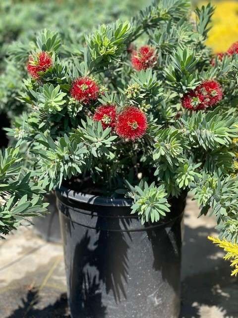 Little John Dwarf Weeping Bottlebrush