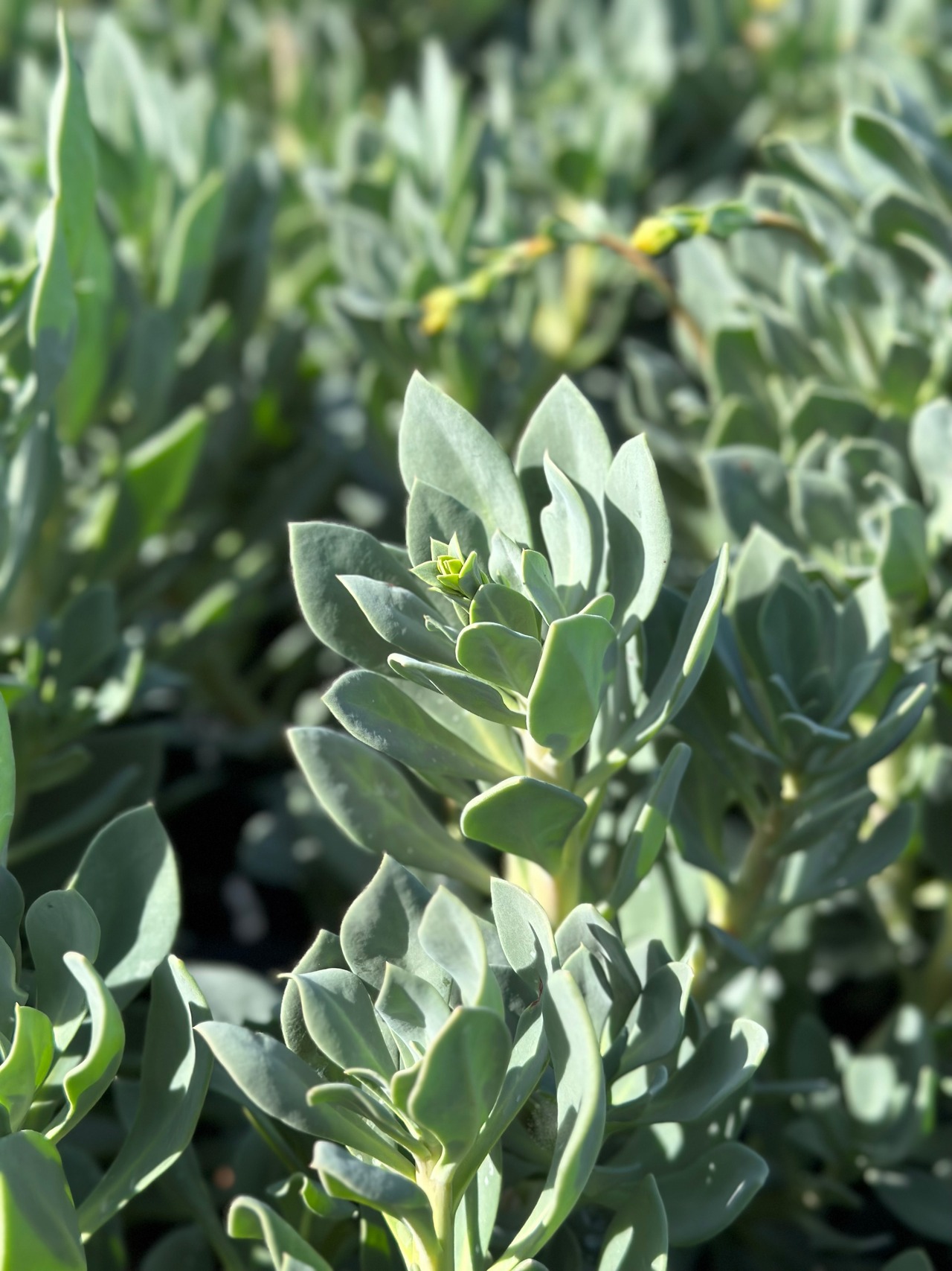 Rock Purslane