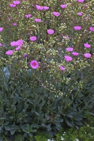 Rock Purslane