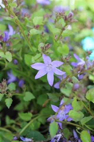 Serbian Bellflower