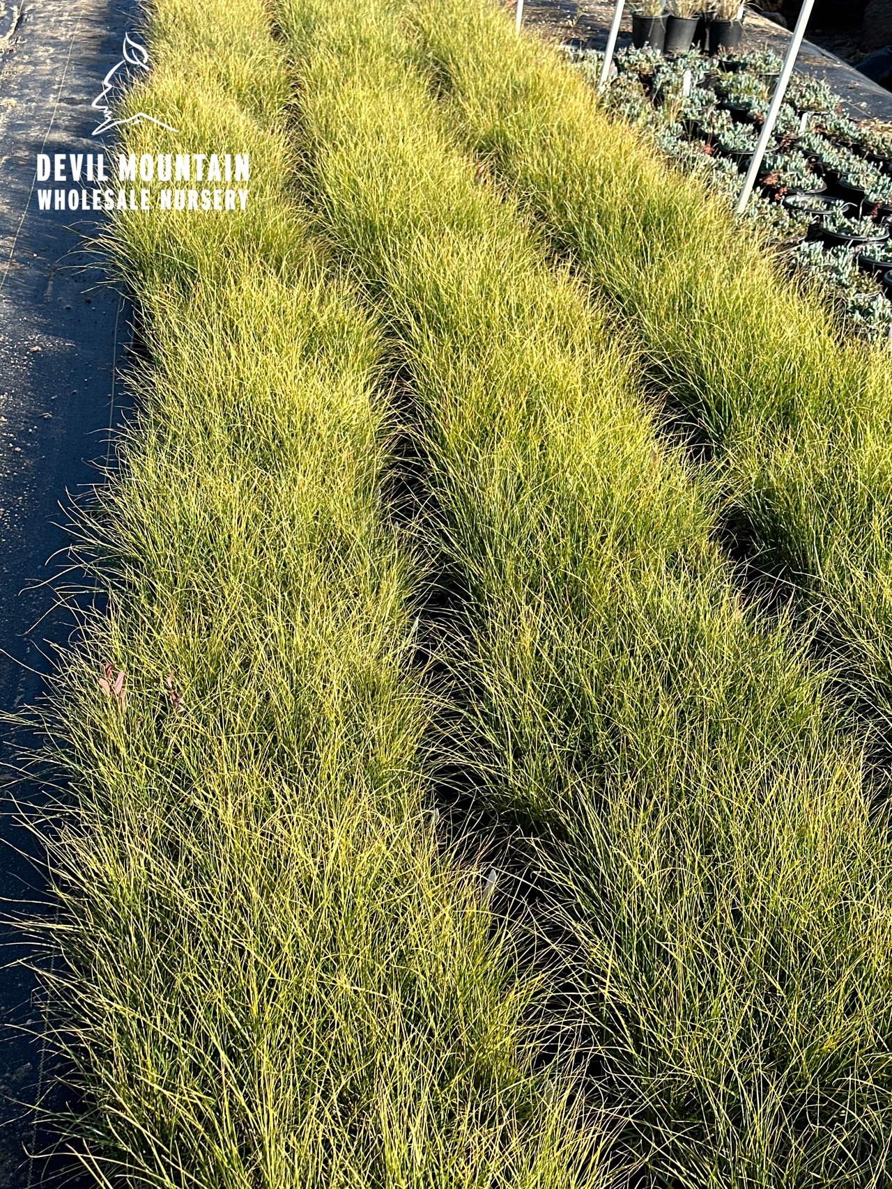 California Field Sedge