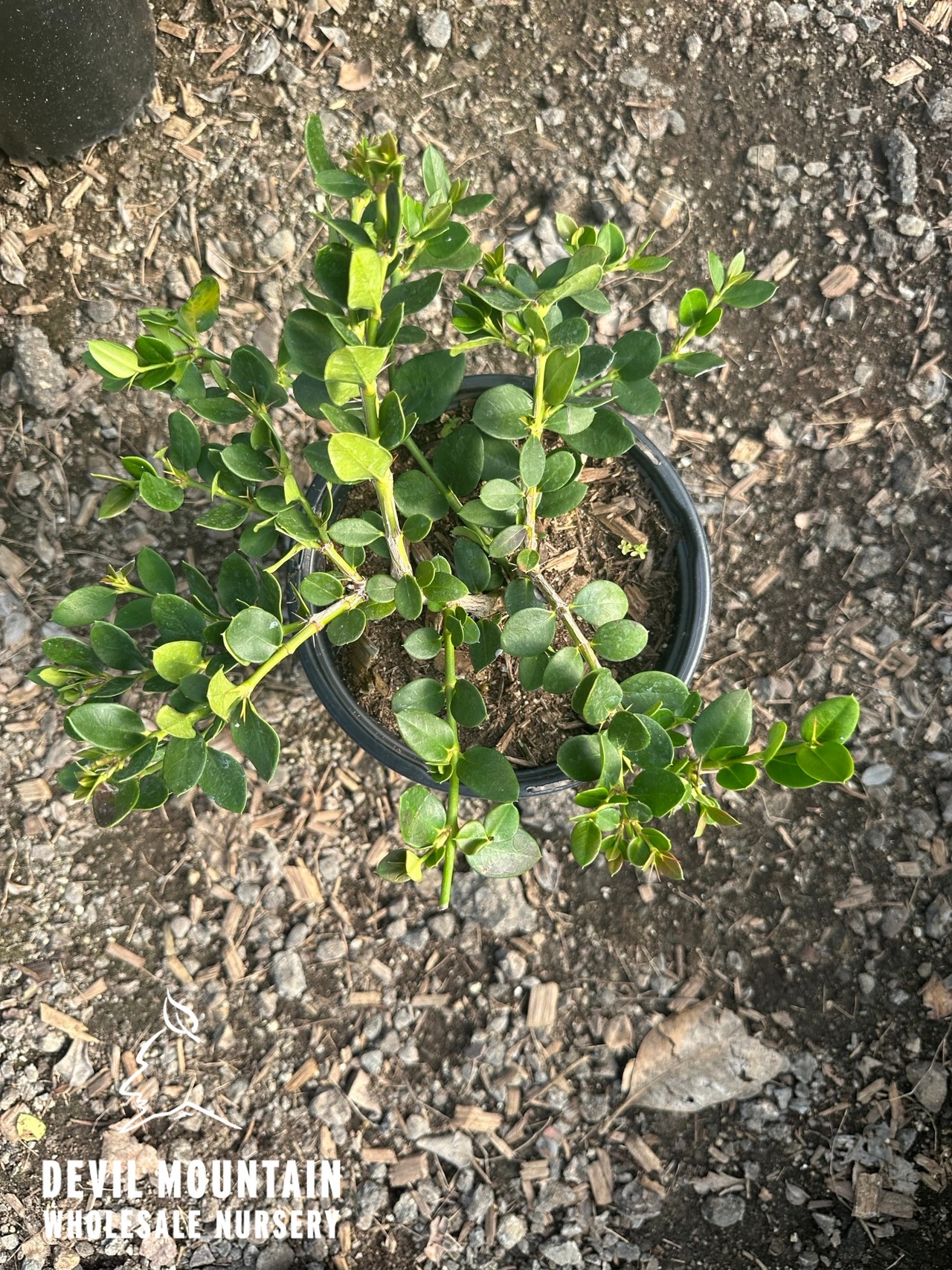 Green Carpet Natal Plum
