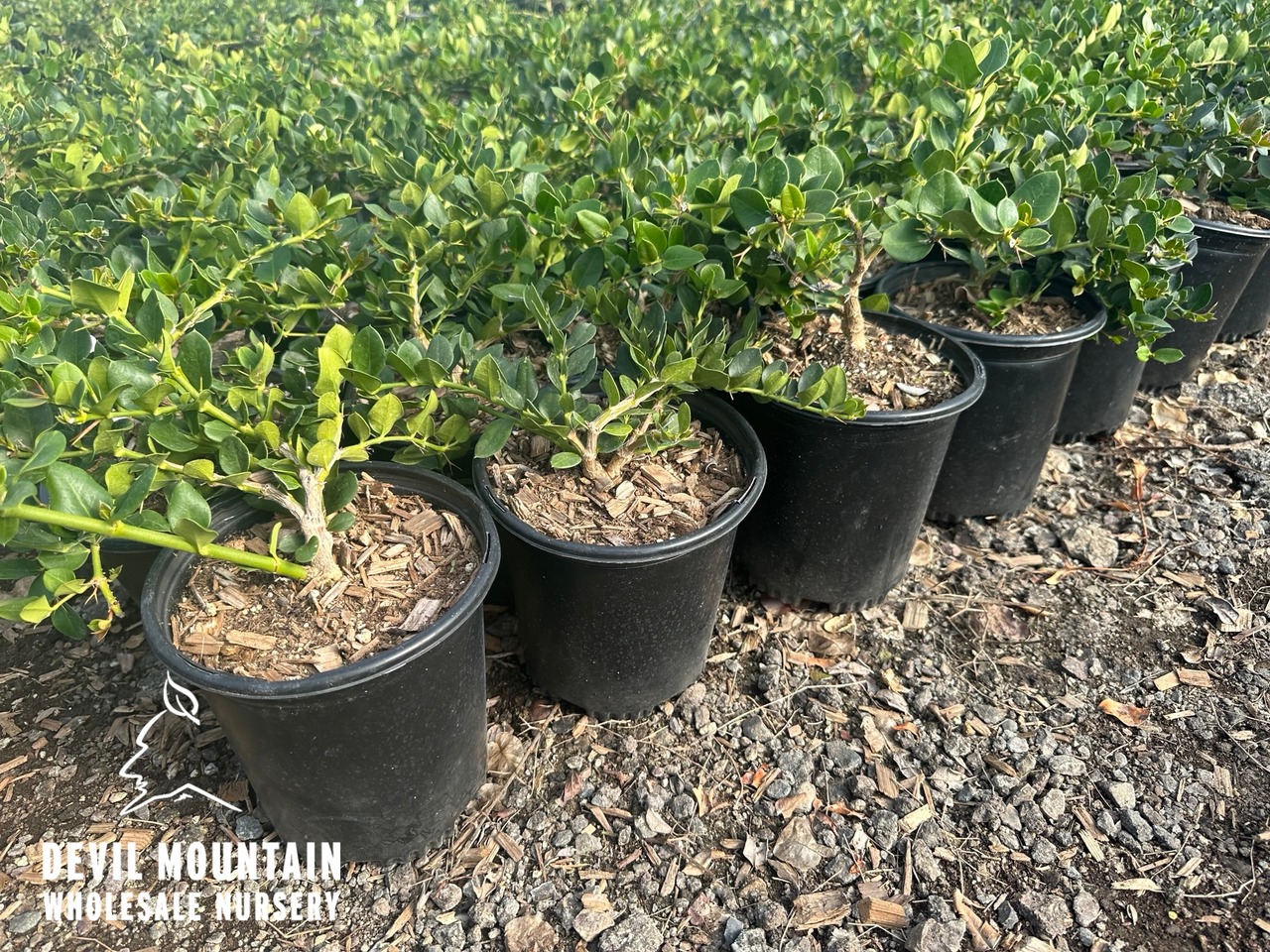 Green Carpet Natal Plum