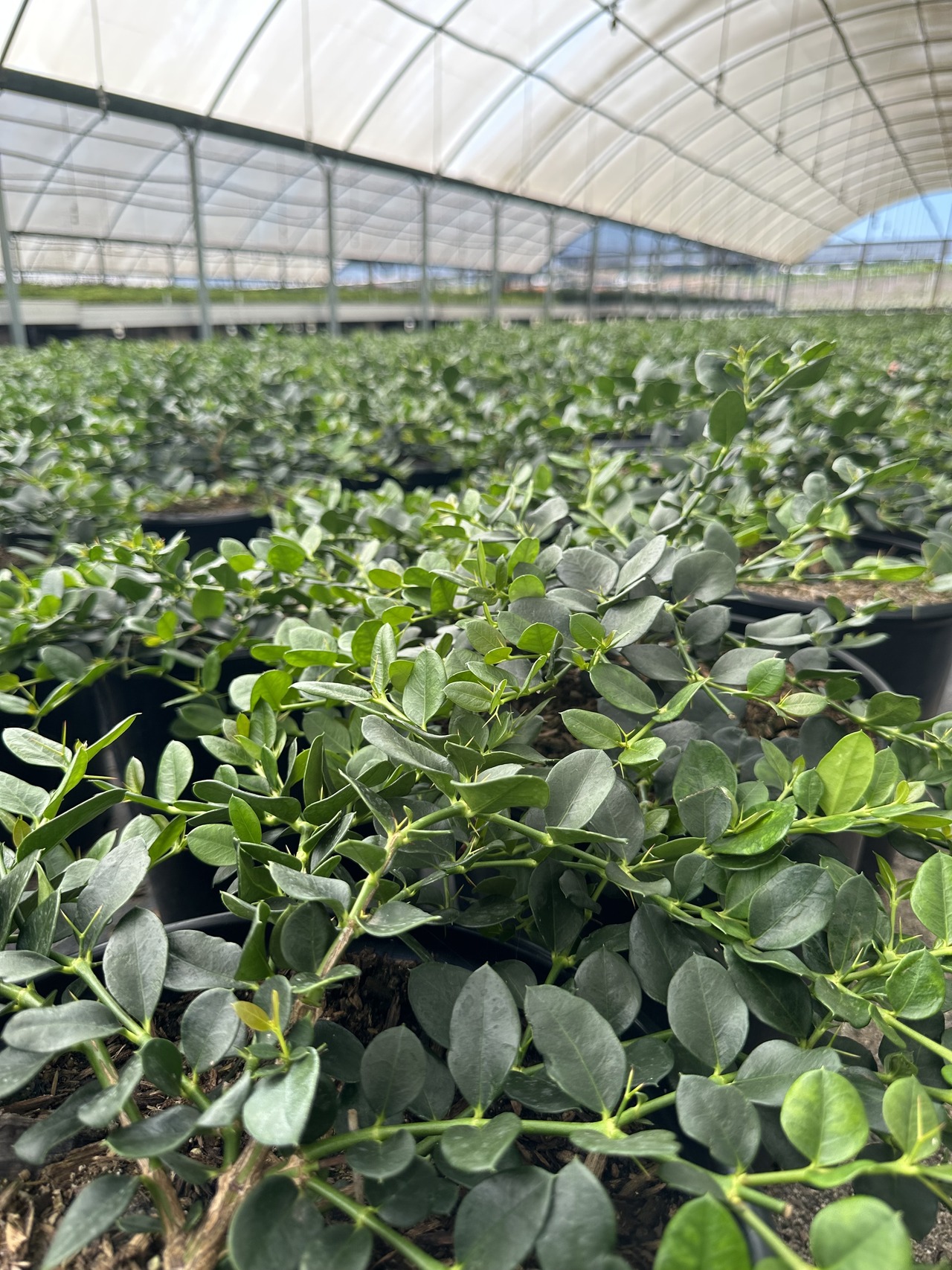 Green Carpet Natal Plum