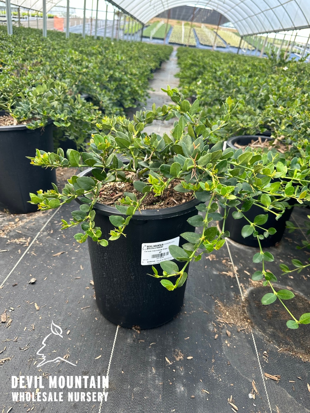 Green Carpet Natal Plum