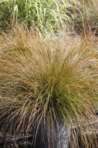 Orange New Zealand Sedge