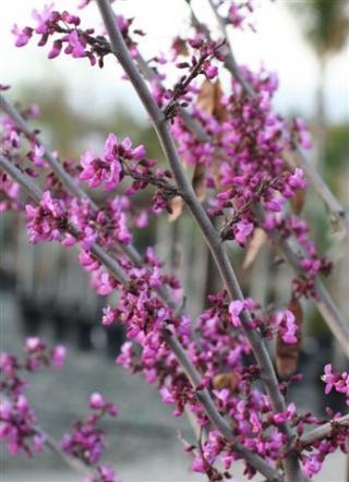 Eastern Redbud
