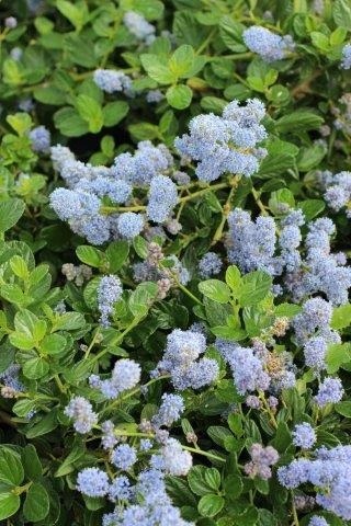 Yankee Point California Lilac