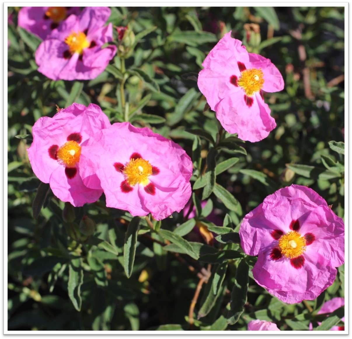 Purple Rockrose, Orchid Rockrose