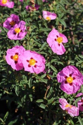 Purple Rockrose, Orchid Rockrose