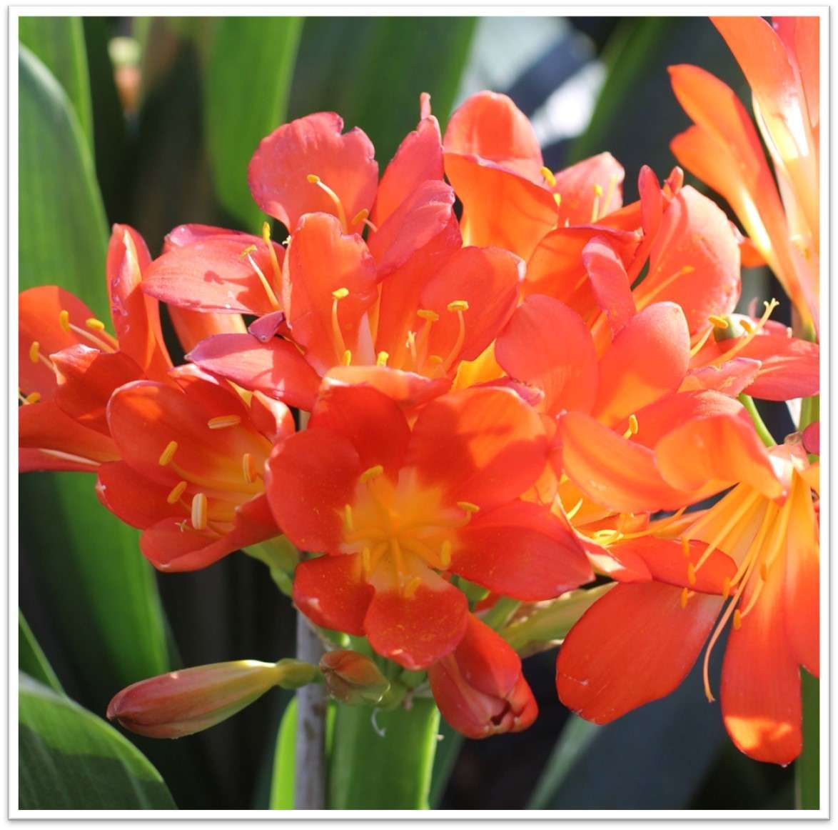 Orange Belgian Hybrid Bush Lily